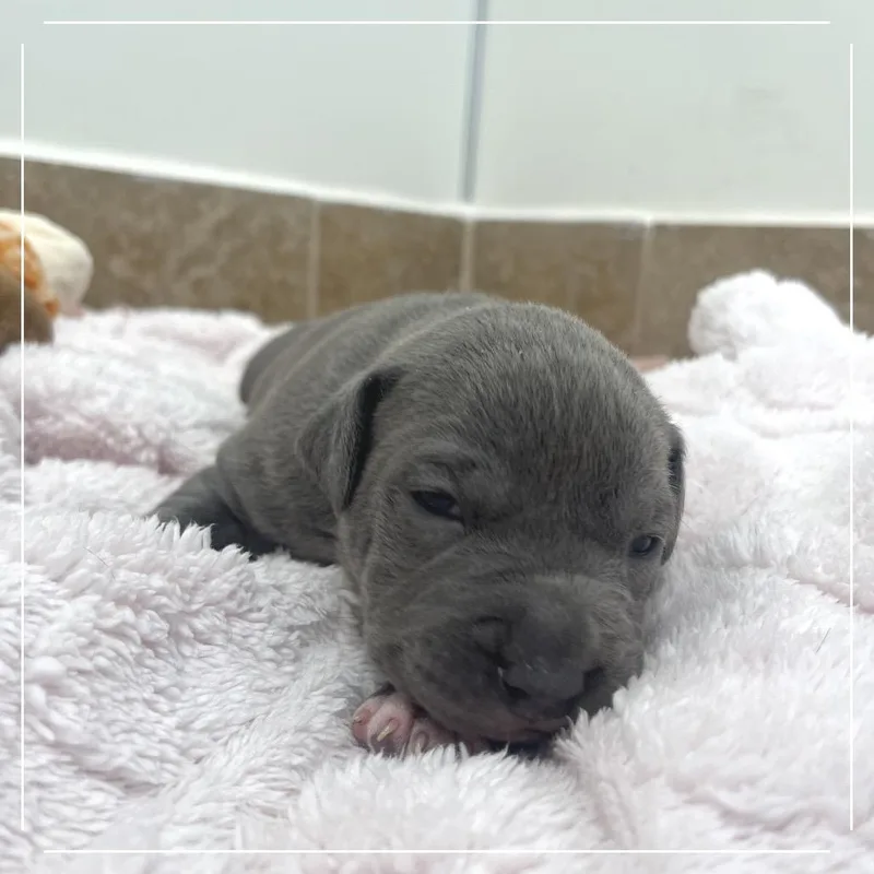 A baby medium-sized male Gray / Blue / Silver Pit Bull Terrier dog named Wheelbarrow for adoption in Kanab, UT