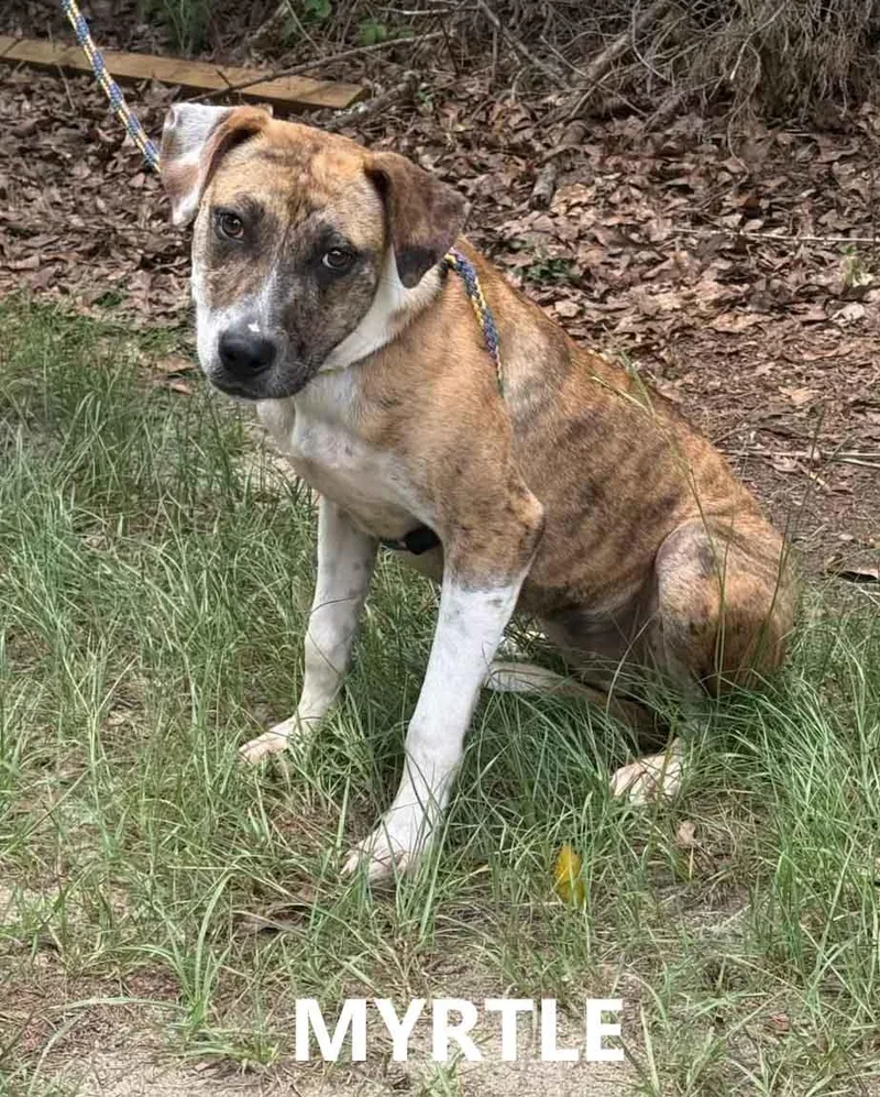 A young medium-sized female Brindle Labrador Retriever dog named Myrtle for adoption in Washington, GA