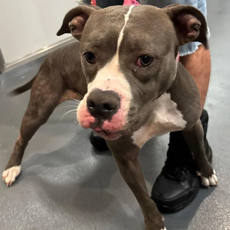 An adult medium-sized female Gray / Blue / Silver Mixed Breed dog named Magnolia for adoption in Allentown, PA