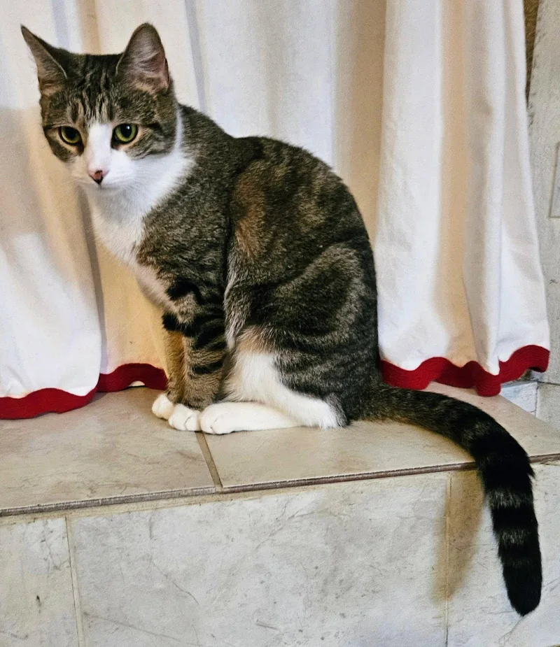 An adult medium-sized female Domestic Short Hair cat named Maggie May for adoption in Allentown, PA