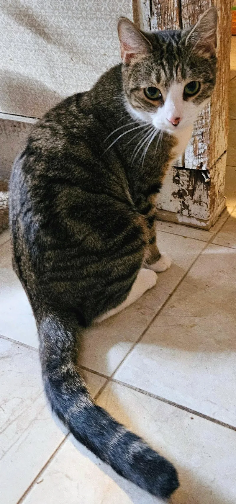 Maggie May thumbnail 3