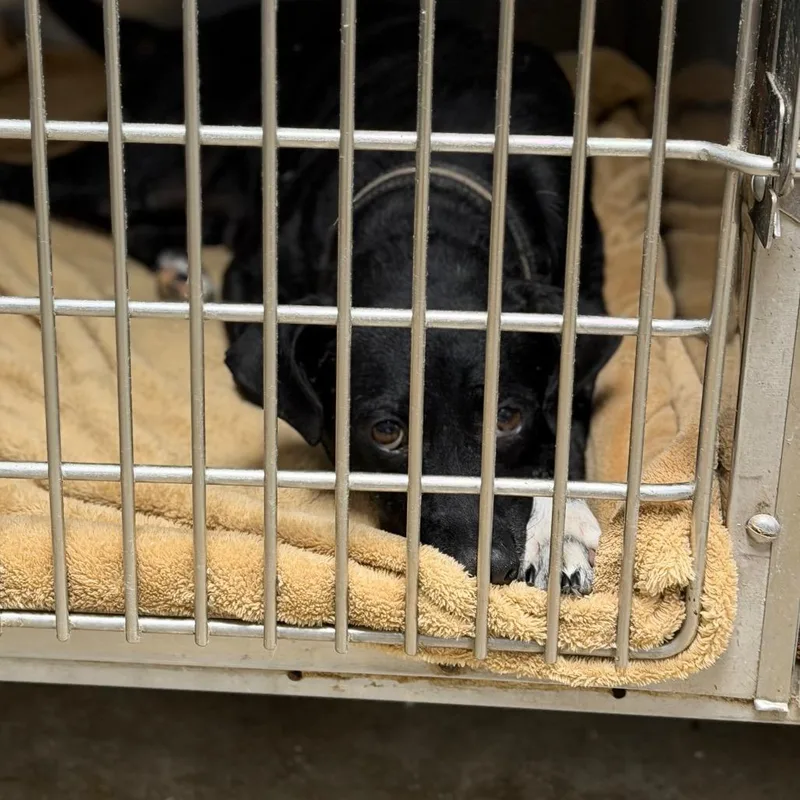 A senior medium-sized female Black Rat Terrier dog named Auntie for adoption in Fort Smith, AR
