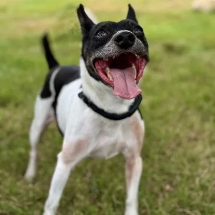 A senior small-sized male Rat Terrier dog named Alfalfa for adoption in Worcester, MA