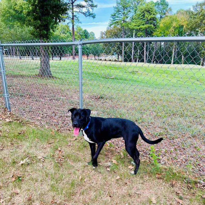 An adult medium-sized male Black Labrador Retriever dog named Major for adoption in North Little Rock, AR