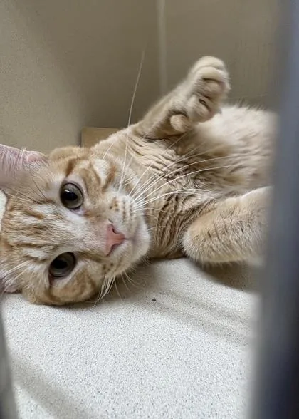 A young medium-sized male Domestic Short Hair cat named Tomato for adoption in Pequot Lakes, MN
