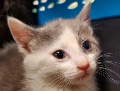 A young large-sized female Domestic Short Hair cat named Confetti for adoption in Kansas City, MO