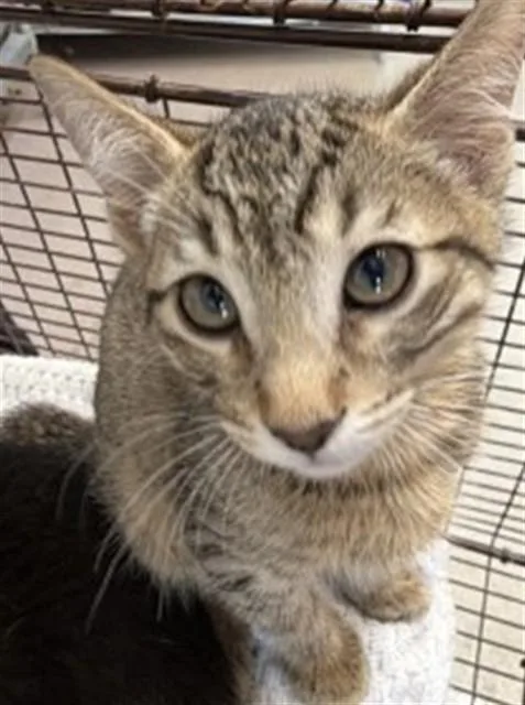 A baby small-sized male Domestic Short Hair cat named Button for adoption in San Bernardino, CA