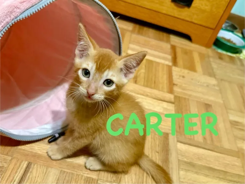 A baby small-sized male Domestic Short Hair cat named Carter for adoption in Ocala, FL
