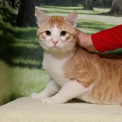 An adult large-sized female Domestic Short Hair cat named Fika for adoption in West Chester, PA