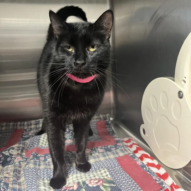 An adult medium-sized female Black Domestic Short Hair cat named Wednesday for adoption in Lakeland, FL