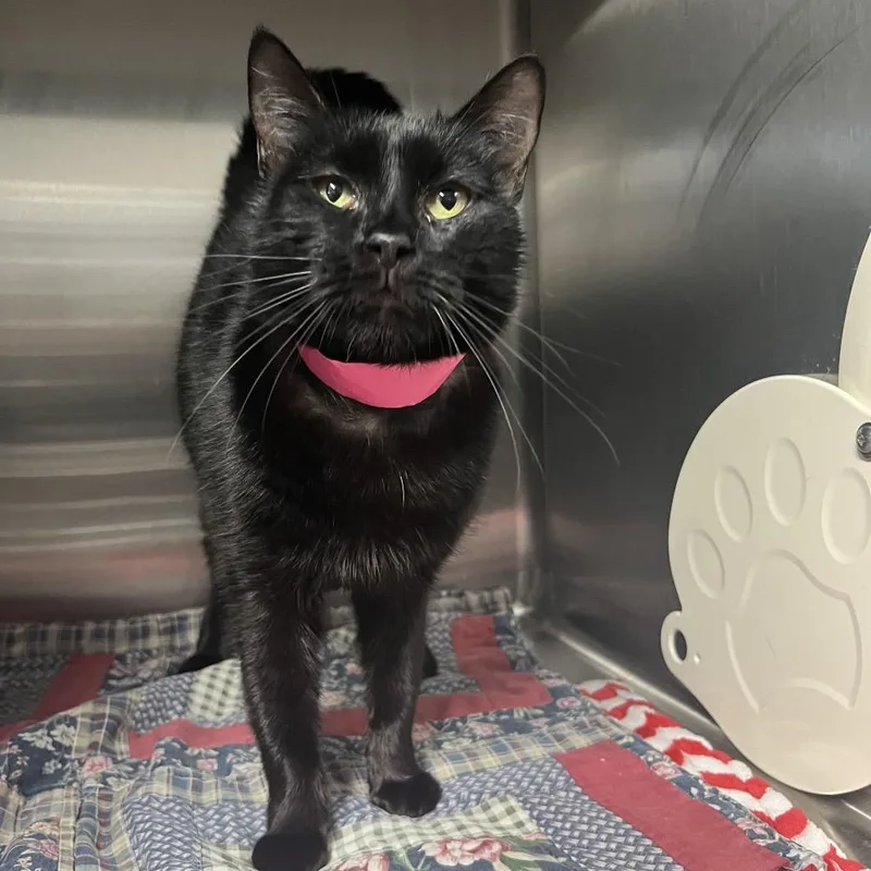 Wednesday thumbnail 2