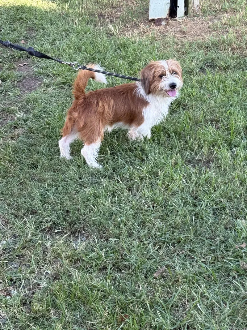An adult small-sized male Mixed Breed dog named Nevada for adoption in Staley, NC
