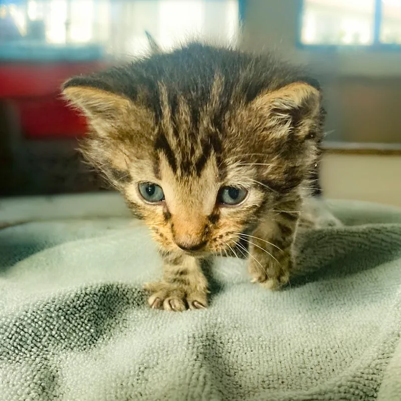 A baby small-sized female Gray / Blue / Silver Domestic Short Hair cat named Mississippi for adoption in Chapel Hill, NC