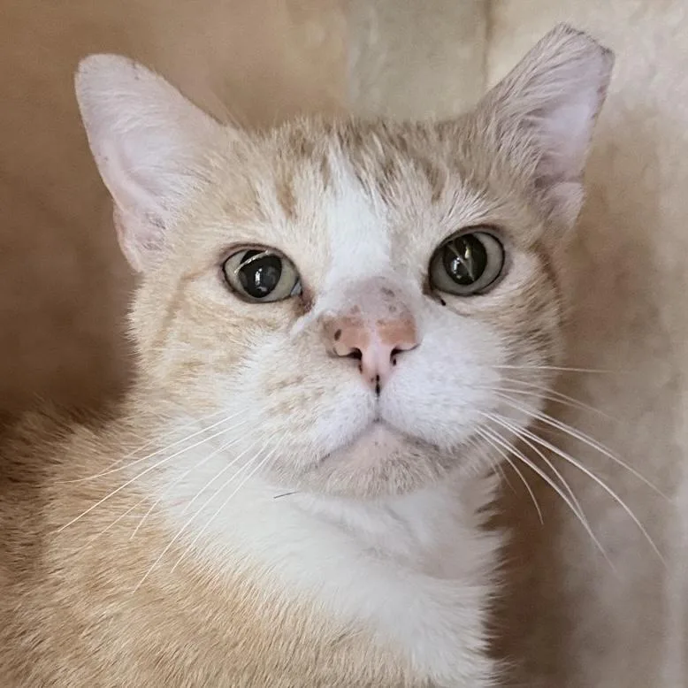 A senior extra large-sized male Domestic Short Hair cat named Jimmy for adoption in Santa Fe, NM