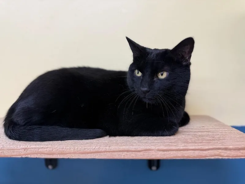 A senior medium-sized male Domestic Short Hair cat named Sam for adoption in Syracuse, IN
