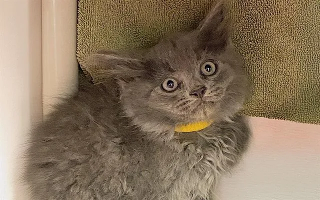 A baby small-sized male Domestic Medium Hair cat named A for adoption in Charlotte, NC