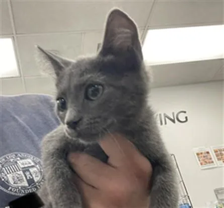 An adult small-sized female Domestic Short Hair cat named Millie for adoption in Van Nuys, CA