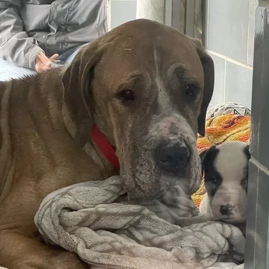 An adult large-sized female Brown / Chocolate Cane Corso dog named Princess Leia for adoption in Northbrook, IL