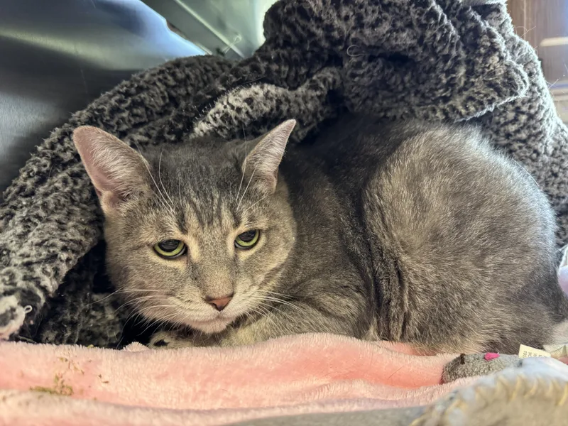 A senior medium-sized female Domestic Short Hair cat named Mittens for adoption in Midland, MI