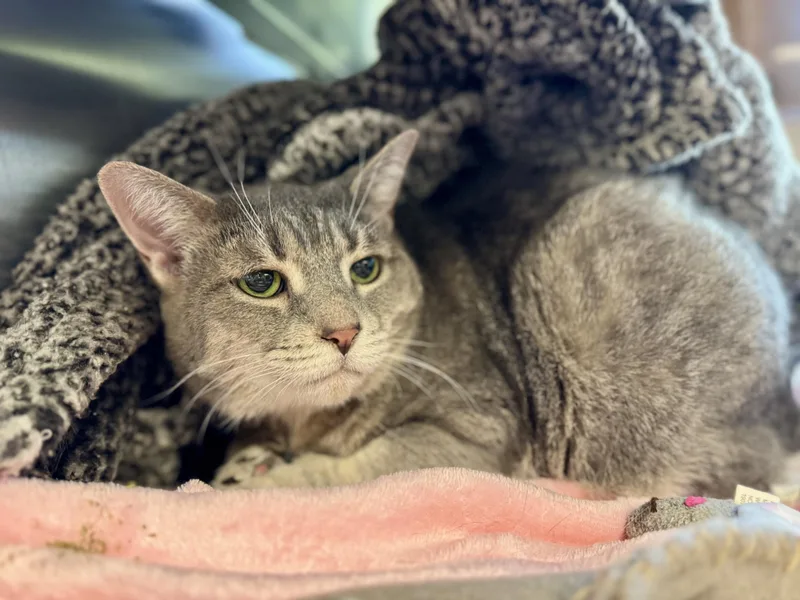 Mittens thumbnail 2