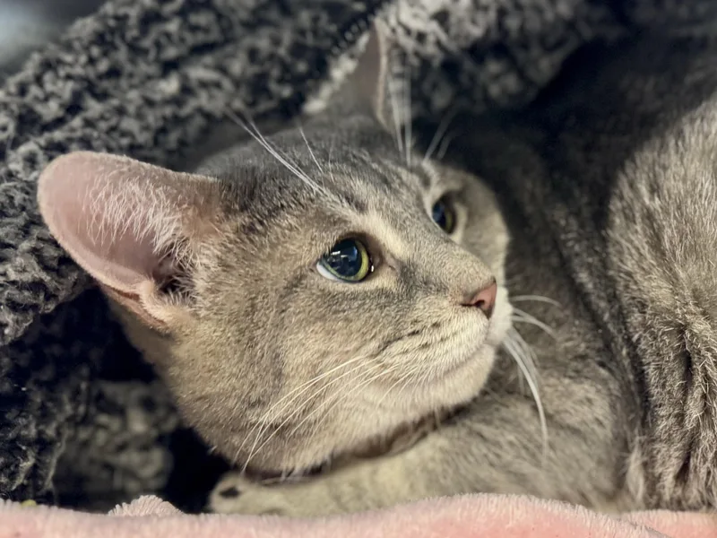 Mittens thumbnail 3