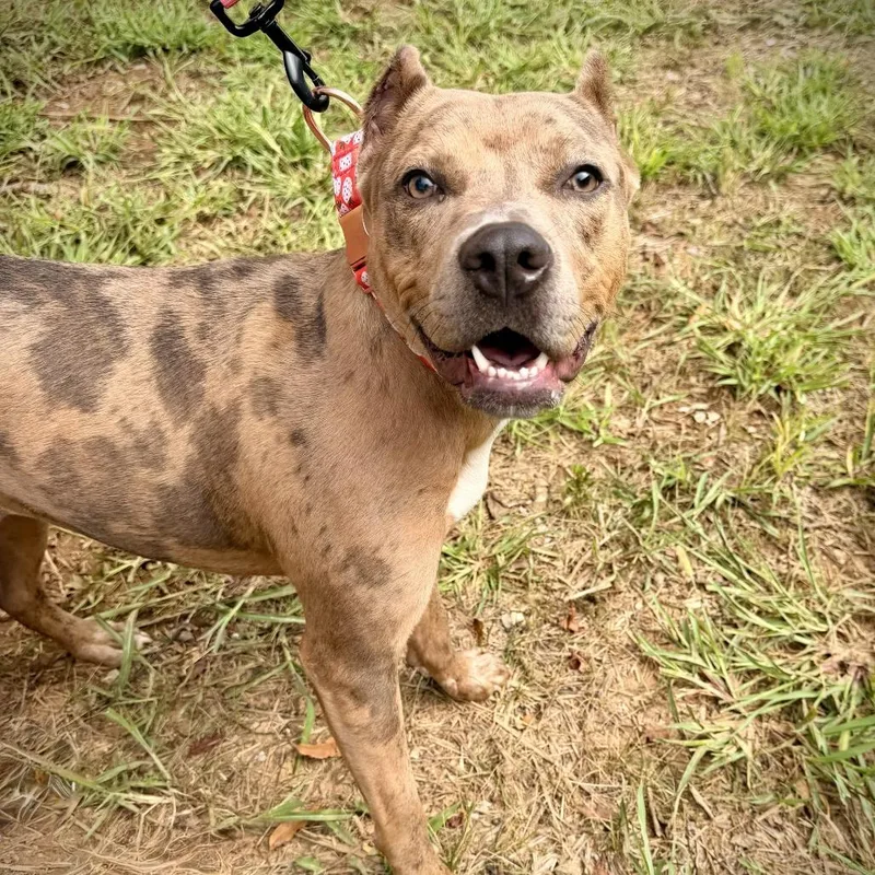 Rosie
