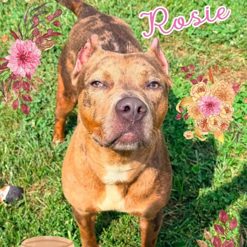 Rosie thumbnail 2