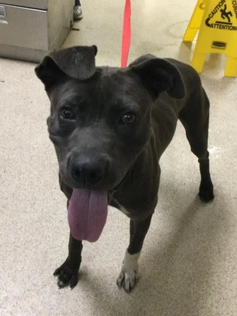 A young small-sized male Pit Bull Terrier dog named Gregory for adoption in Riverside, CA