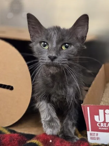 A young medium-sized female Domestic Short Hair cat named Bendy Straw for adoption in Westland, MI