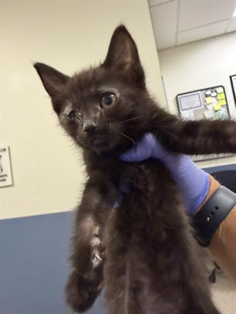 A baby small-sized male Domestic Short Hair cat named Pixel for adoption in Miami, FL