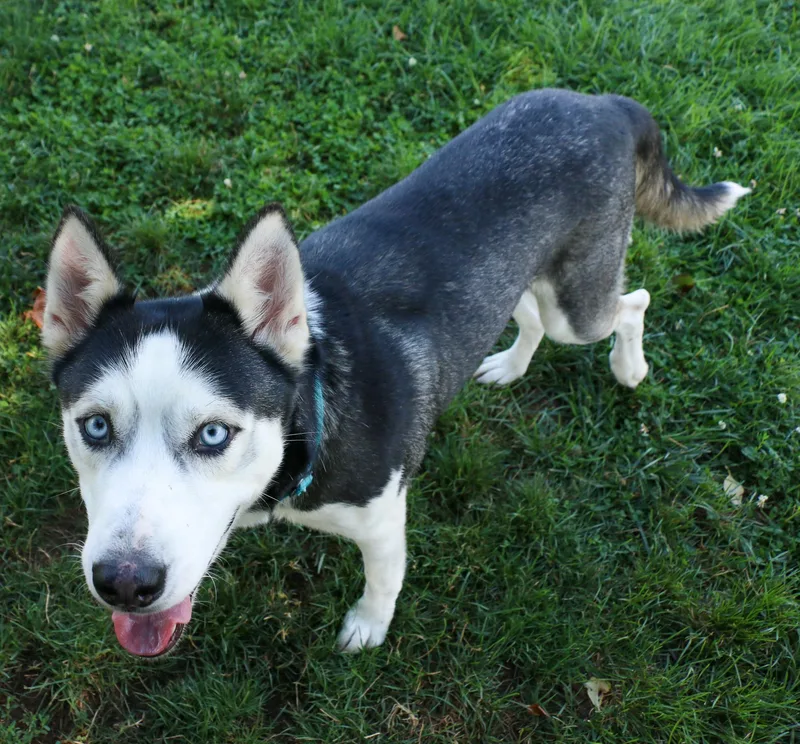 An adult medium-sized female Husky dog named S'more Storm for adoption in Houston, TX