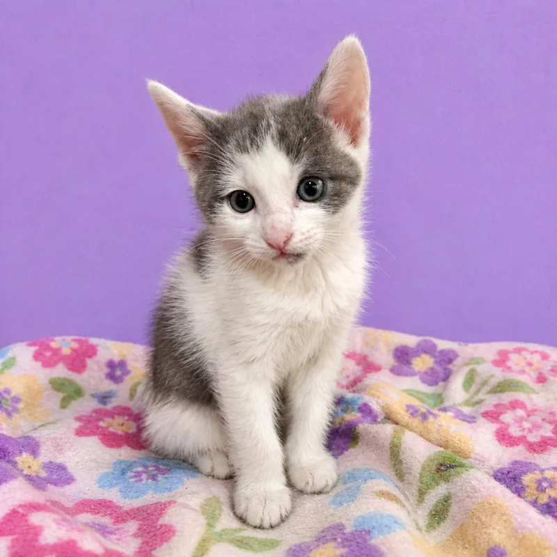 A baby large-sized male Gray & White Domestic Short Hair cat named Ash for adoption in Gardena, CA