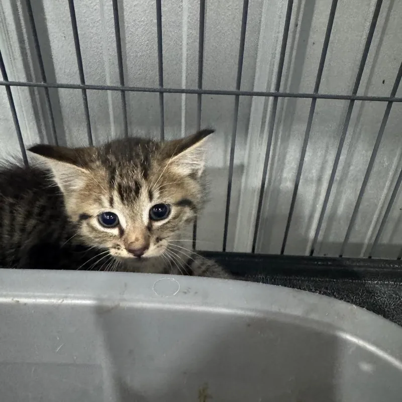 A baby small-sized male Black Domestic Short Hair cat named Pen for adoption in Parrish, AL