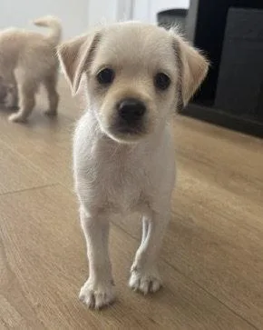 A baby small-sized male Maltese dog named Buzz for adoption in Corona, CA