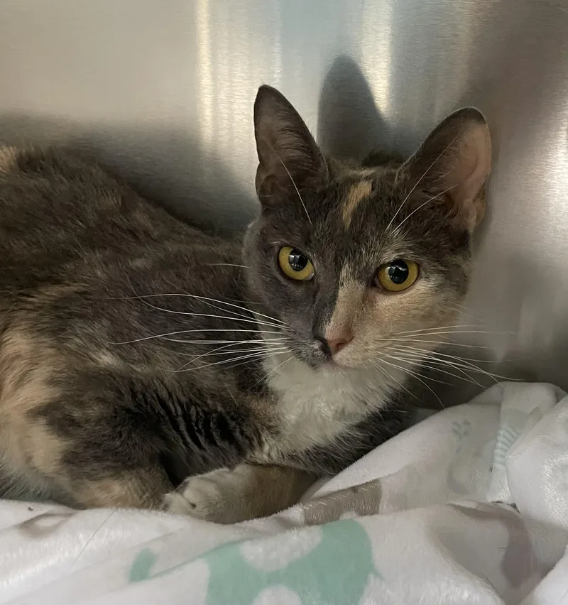 A young medium-sized female Dilute Calico cat named Patches for adoption in Mendham, NJ