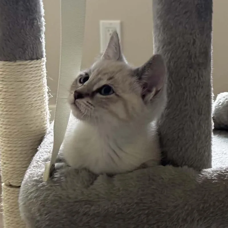 A baby small-sized male Siamese cat named Bagel for adoption in Sunnyvale, CA