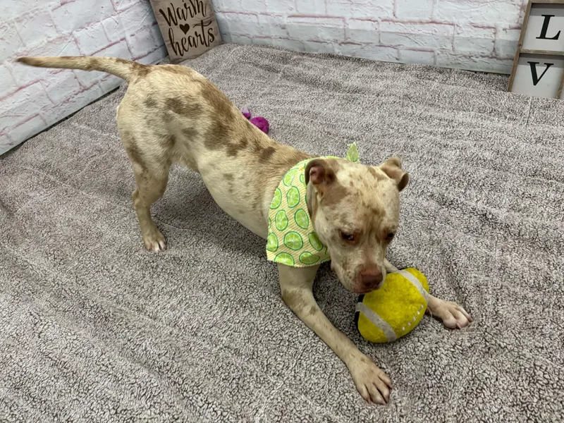A baby medium-sized female Boxer dog named Boo for adoption in Oxford, MI