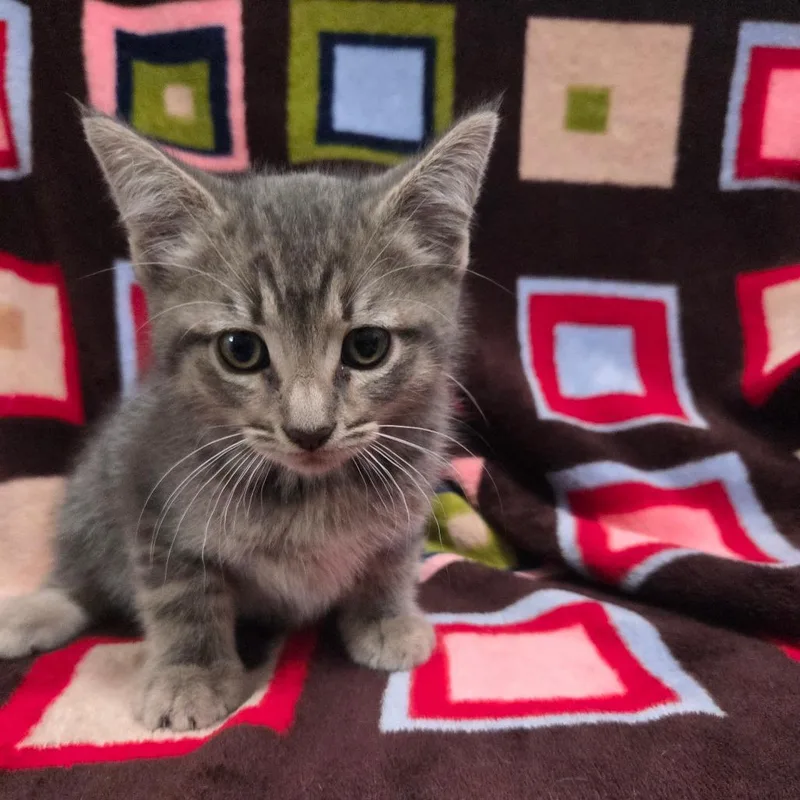 A baby small-sized male Gray / Blue / Silver Domestic Short Hair cat named Hulk for adoption in Brea, CA