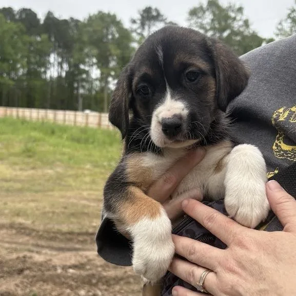 Pink Floyd thumbnail 2