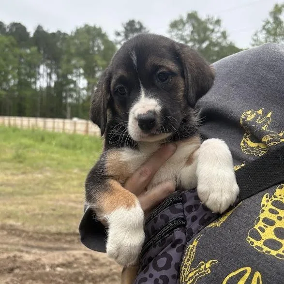 Pink Floyd thumbnail 3