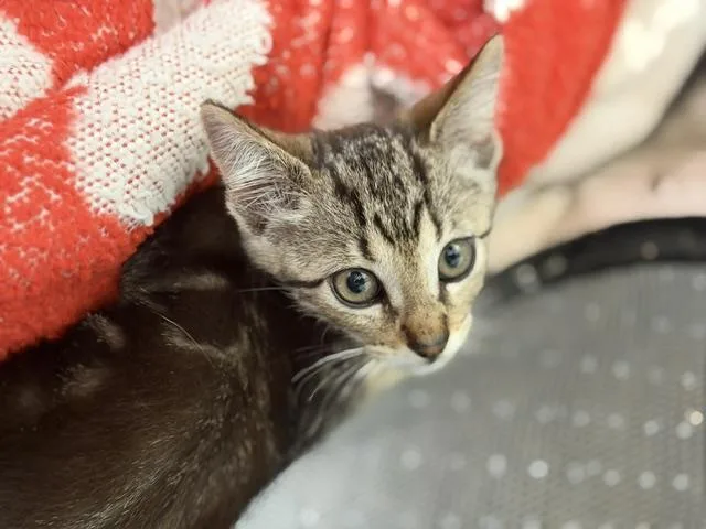 A baby medium-sized male Domestic Short Hair cat named Stanley for adoption in Dallas, TX
