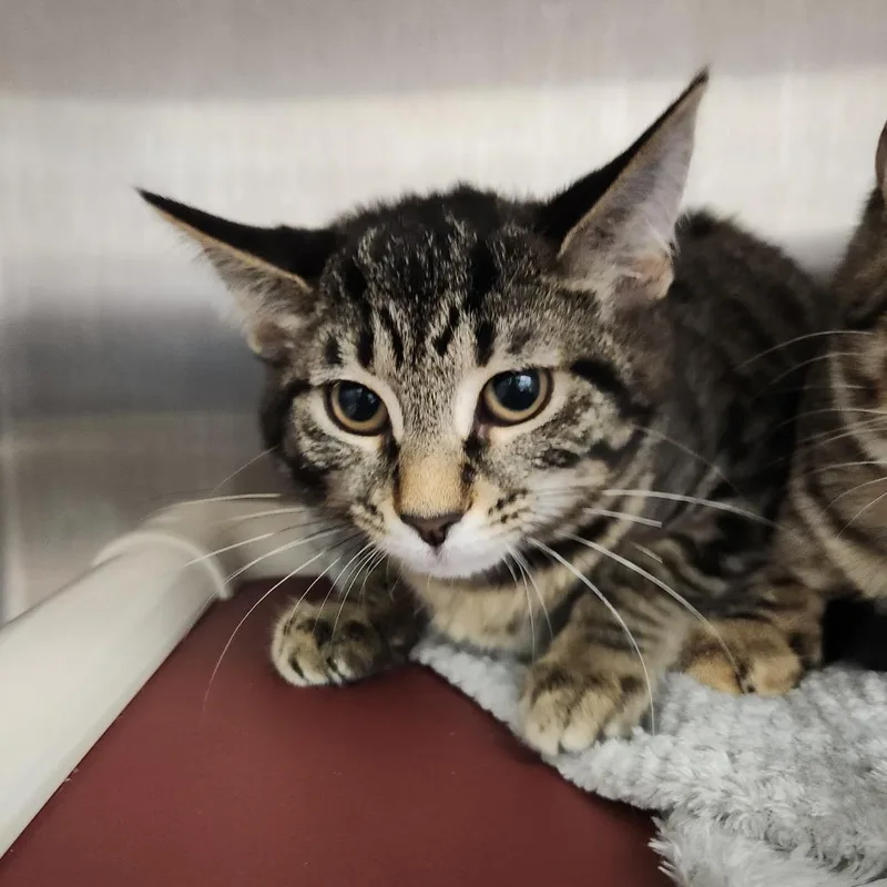A baby small-sized female Brown / Chocolate Domestic Short Hair cat named OSHA Violation for adoption in Fort Wayne, IN