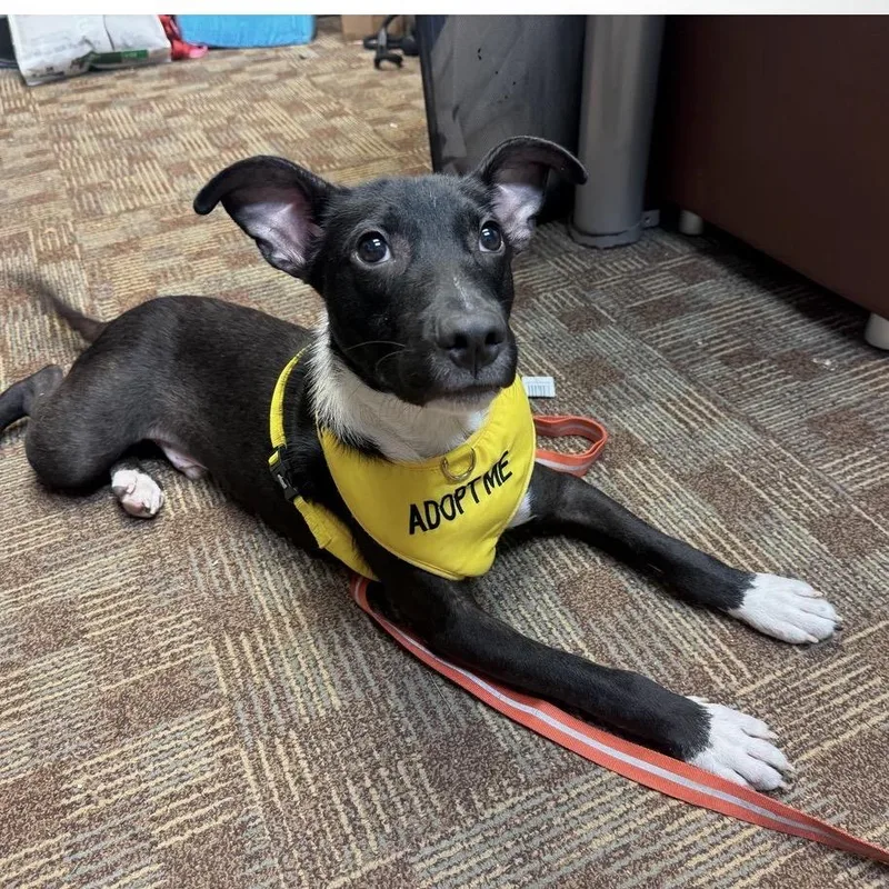 A baby small-sized male Black Mixed Breed dog named Stitch for adoption in Springboro, OH