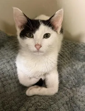 A baby medium-sized male Domestic Short Hair cat named Nike for adoption in Windsor, CT