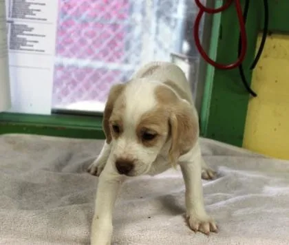 A baby medium-sized female Beagle dog named Smooches for adoption in Picayune, MS