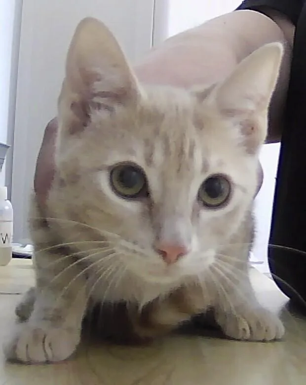 A baby small-sized male Domestic Short Hair cat named Tabouli for adoption in Anoka, MN