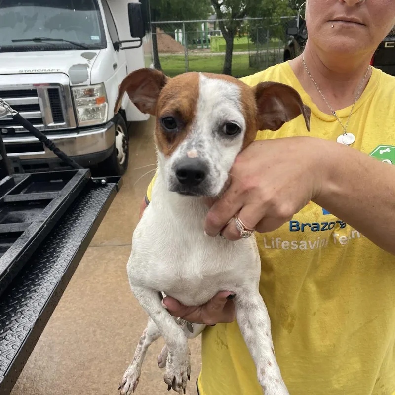 An adult small-sized male White / Cream Terrier dog named Wishbone for adoption in Lake Jackson, TX