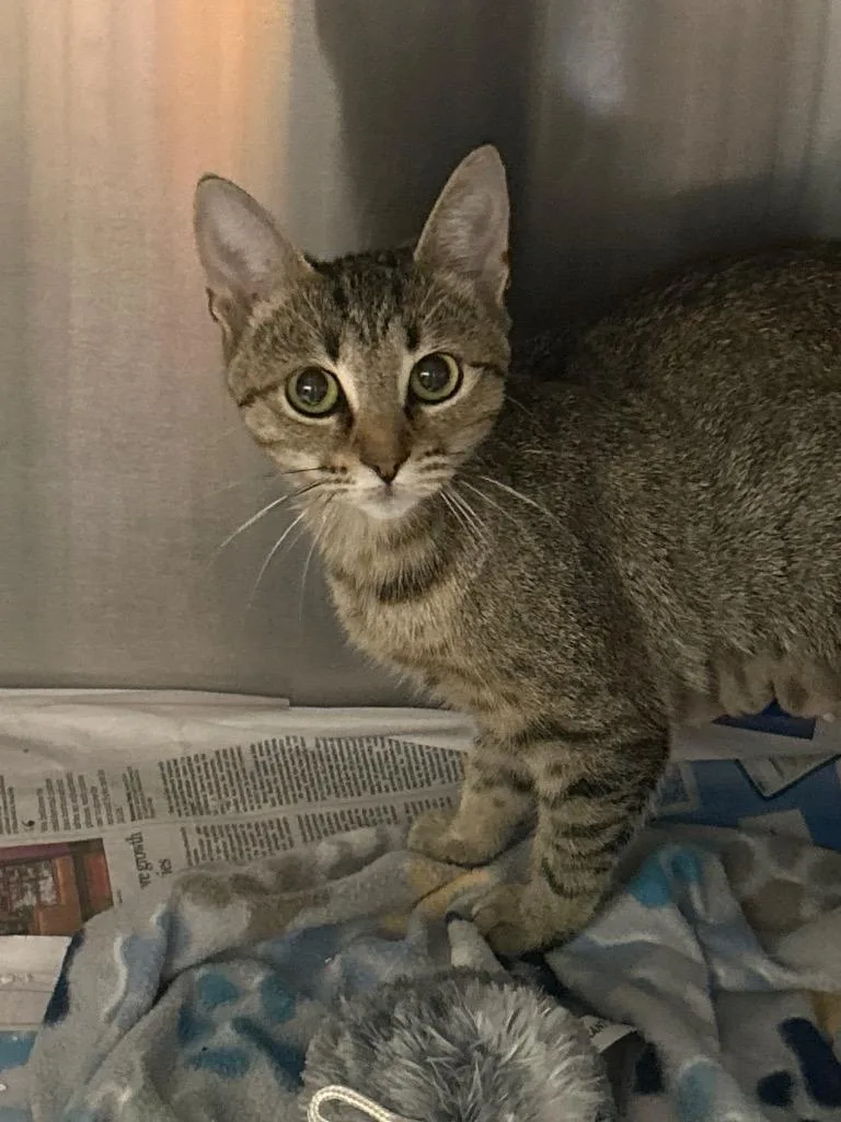 A young medium-sized female Domestic Short Hair cat named 2026-07-002 for adoption in Winder, GA