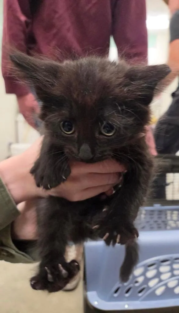 A baby small-sized male Domestic Short Hair cat named Canon for adoption in Twentynine Palms, CA