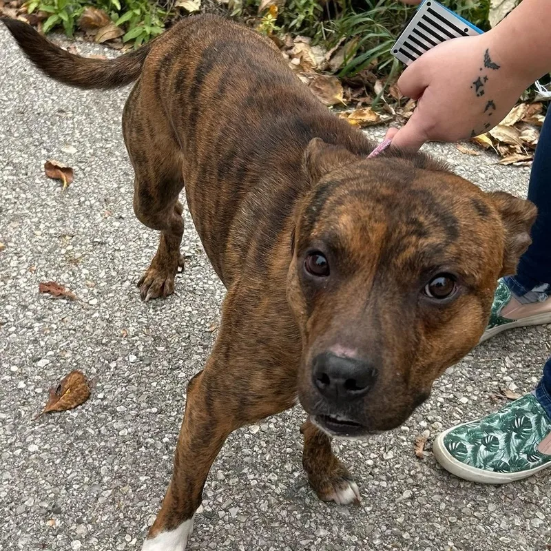 An adult medium-sized male Pit Bull Terrier dog named Duke for adoption in Traverse City, MI